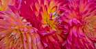USA-Washington State-Pacific Northwest Sammamish Dahlia flowers in bloom Art Print